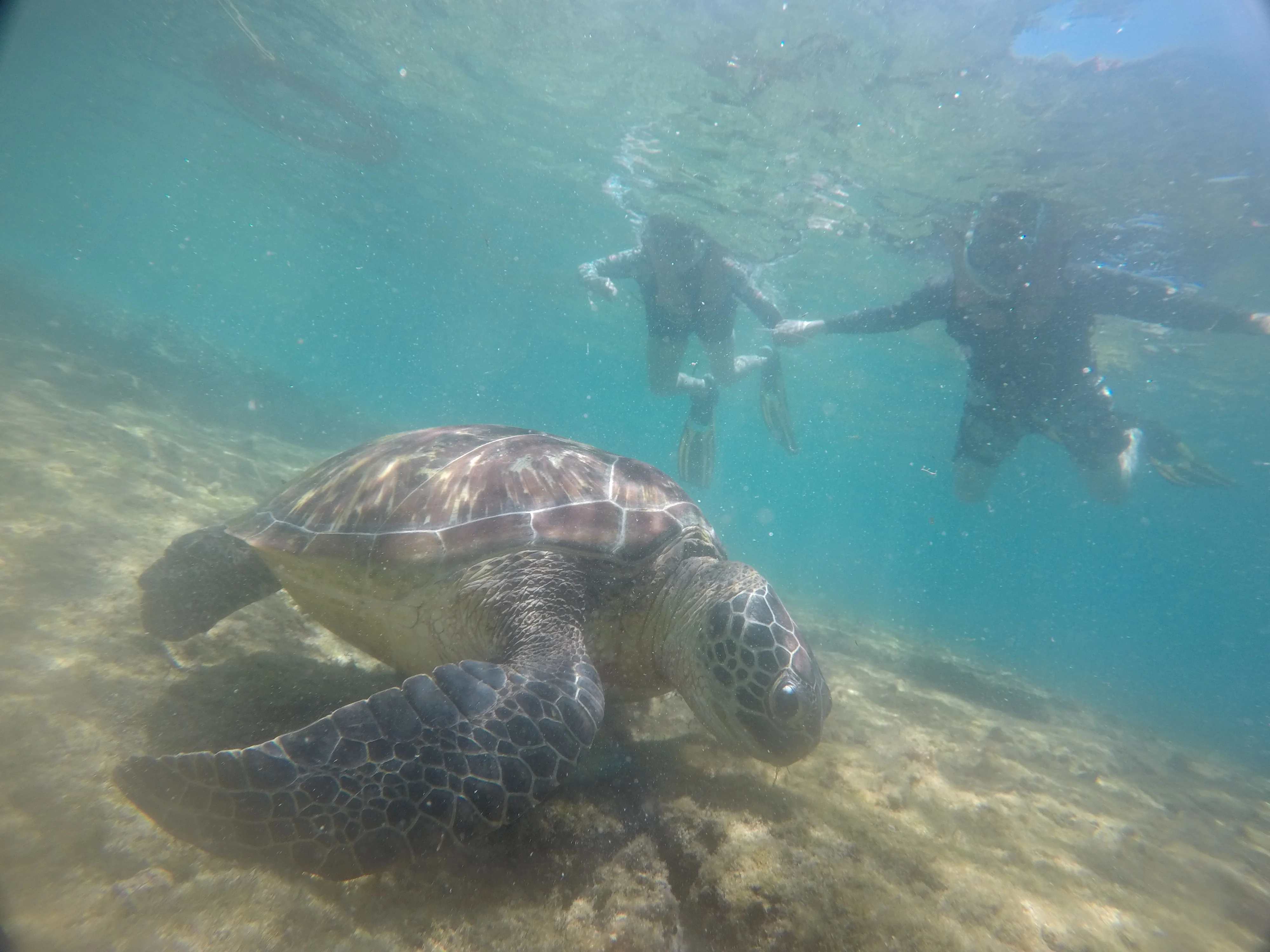 Snorkeling alongside a sea turtle at Apo Island