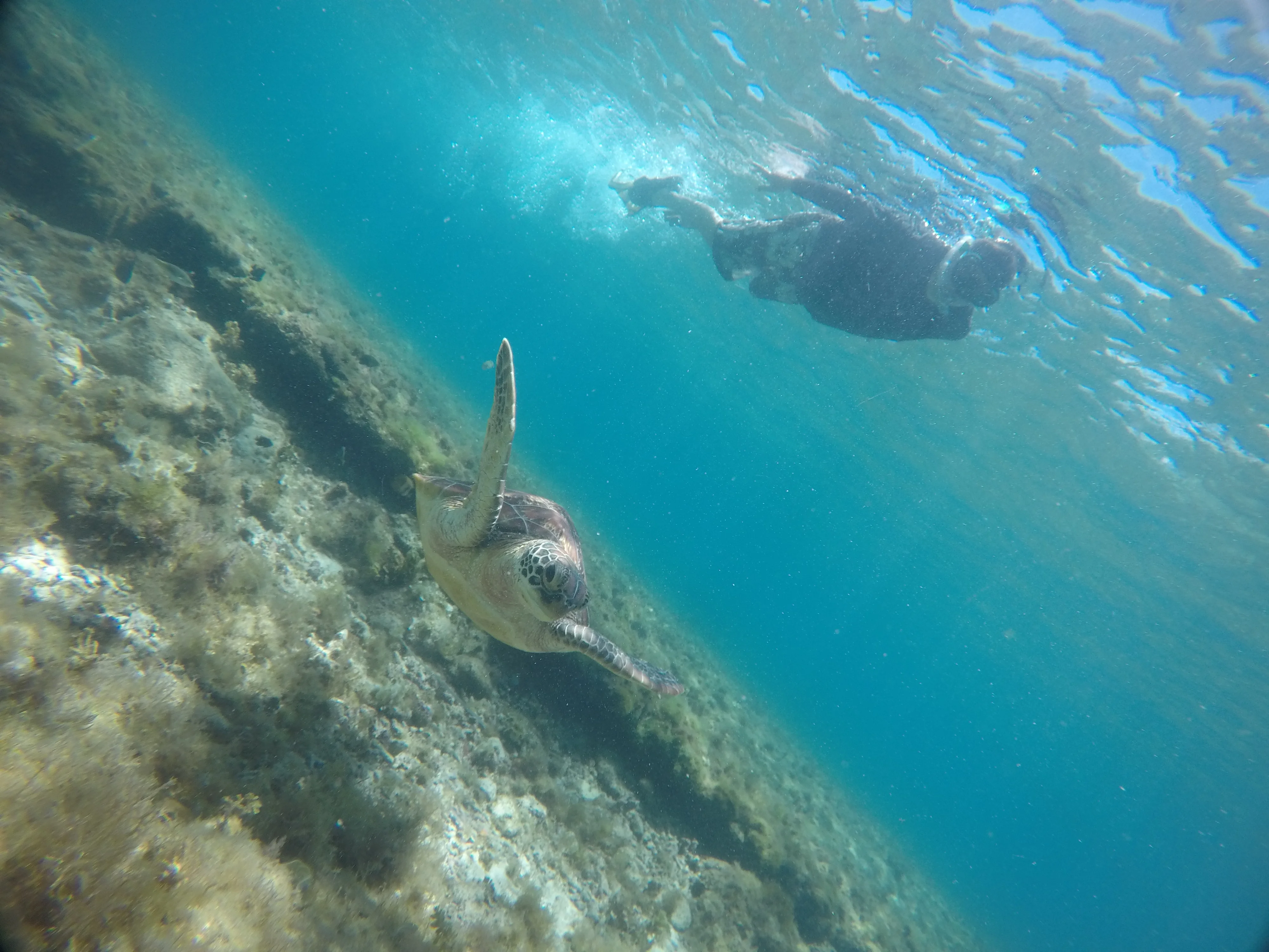 Snorkeling alongside a sea turtle at Apo Island