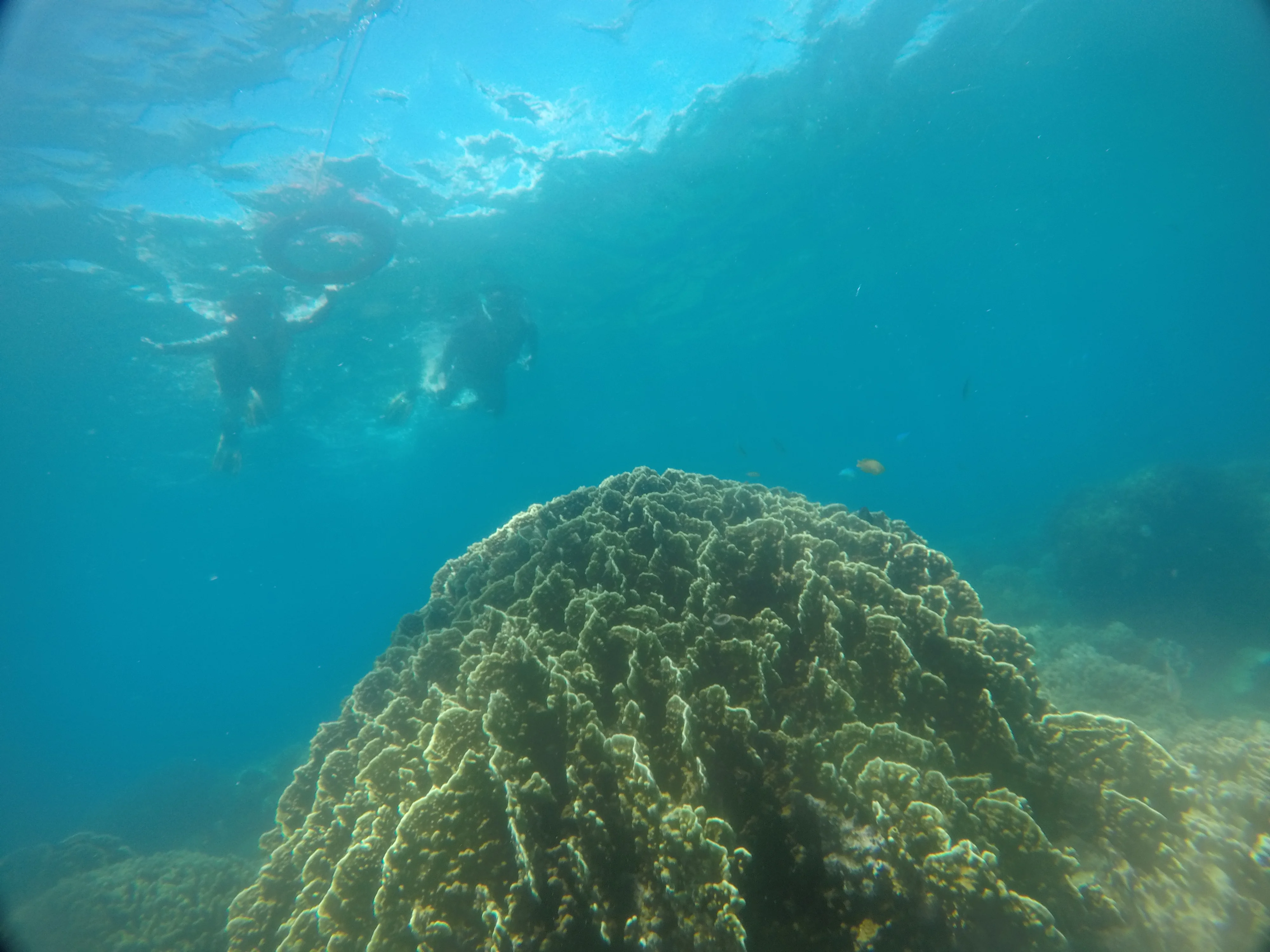 Viewing corals while snorkeling at Apo Island