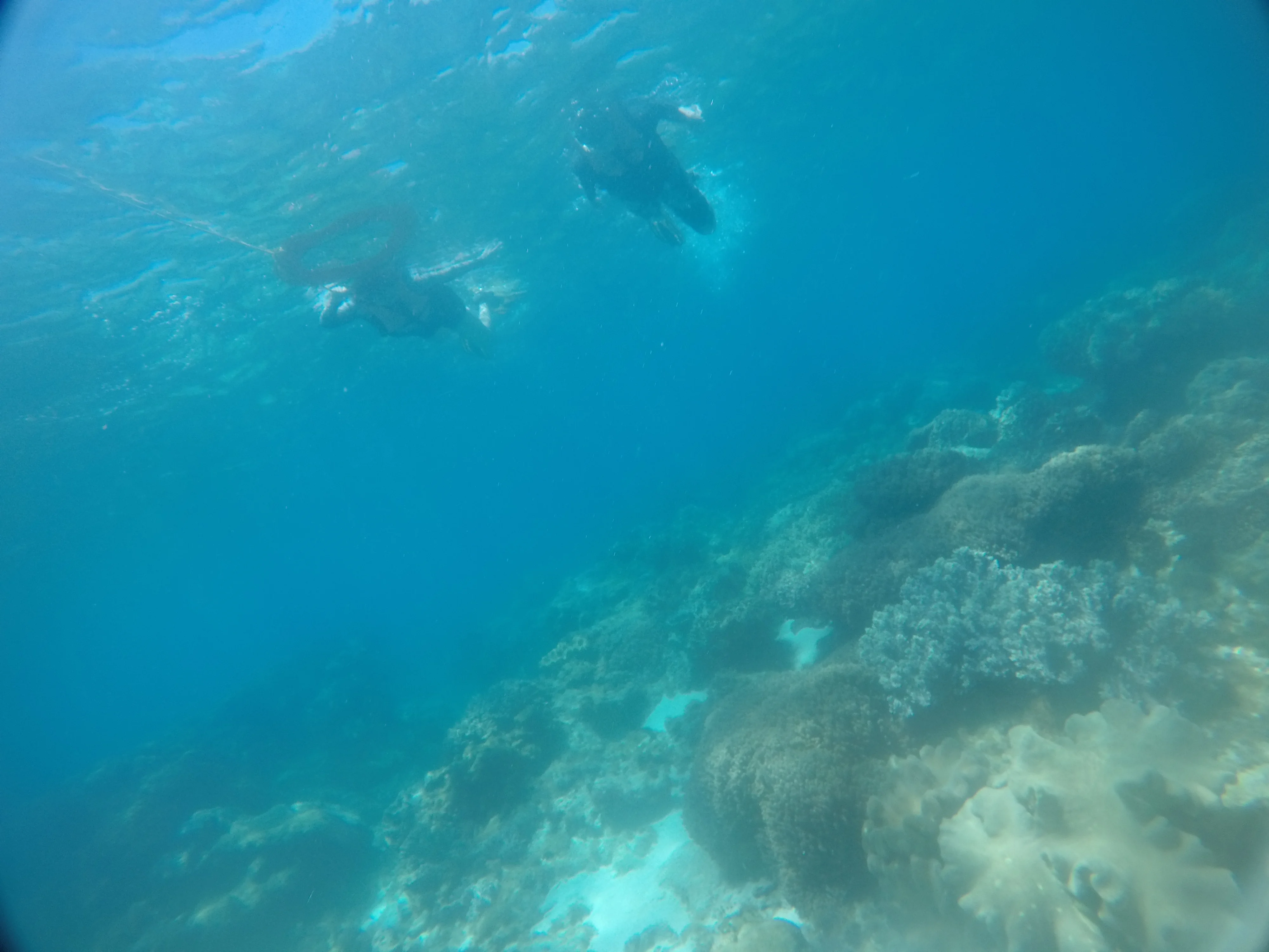 Viewing corals while snorkeling at Apo Island