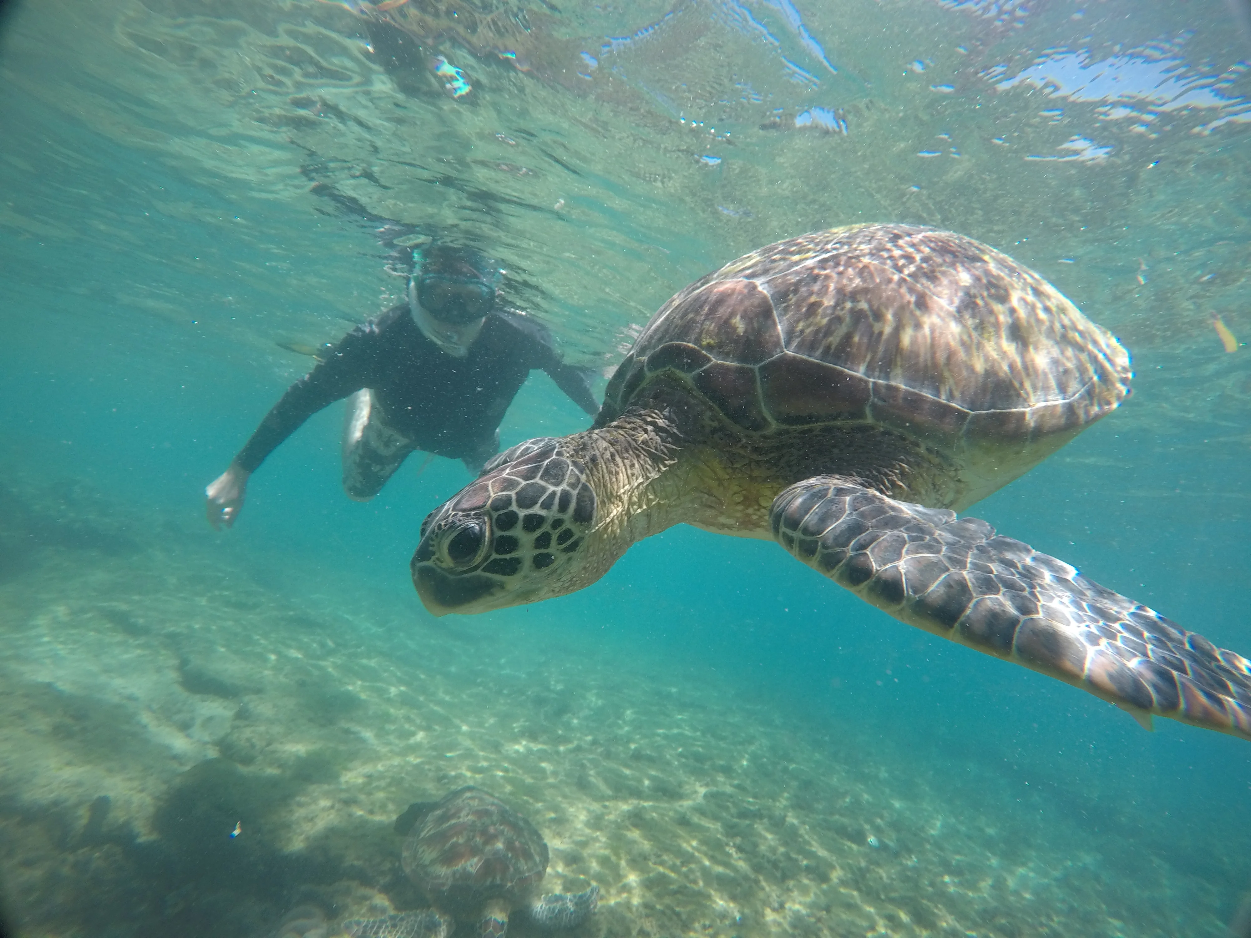 Snorkeling alongside two sea turtles at Apo Island