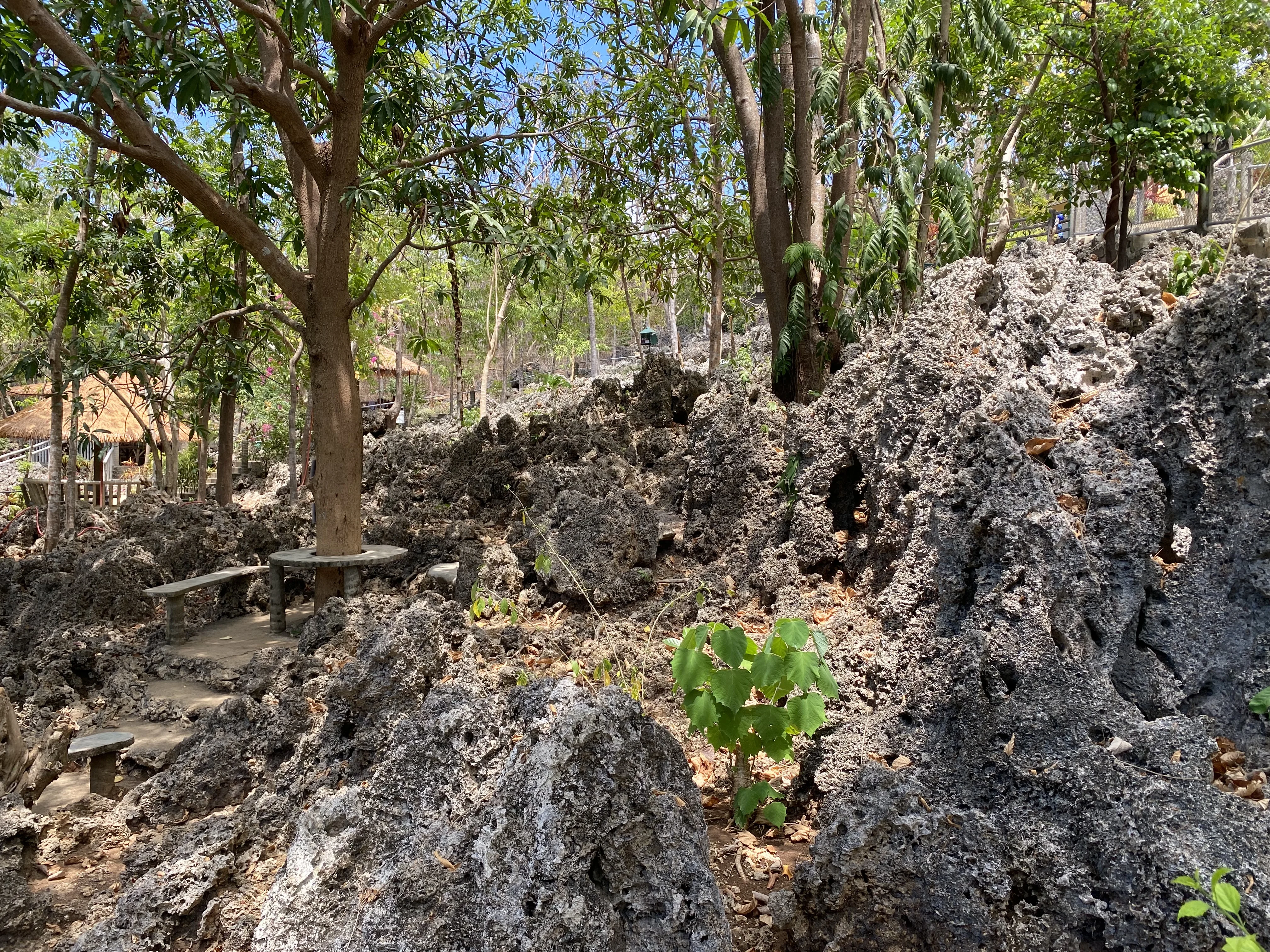 Fossilized coral at Enchanted Cave, Bolinao