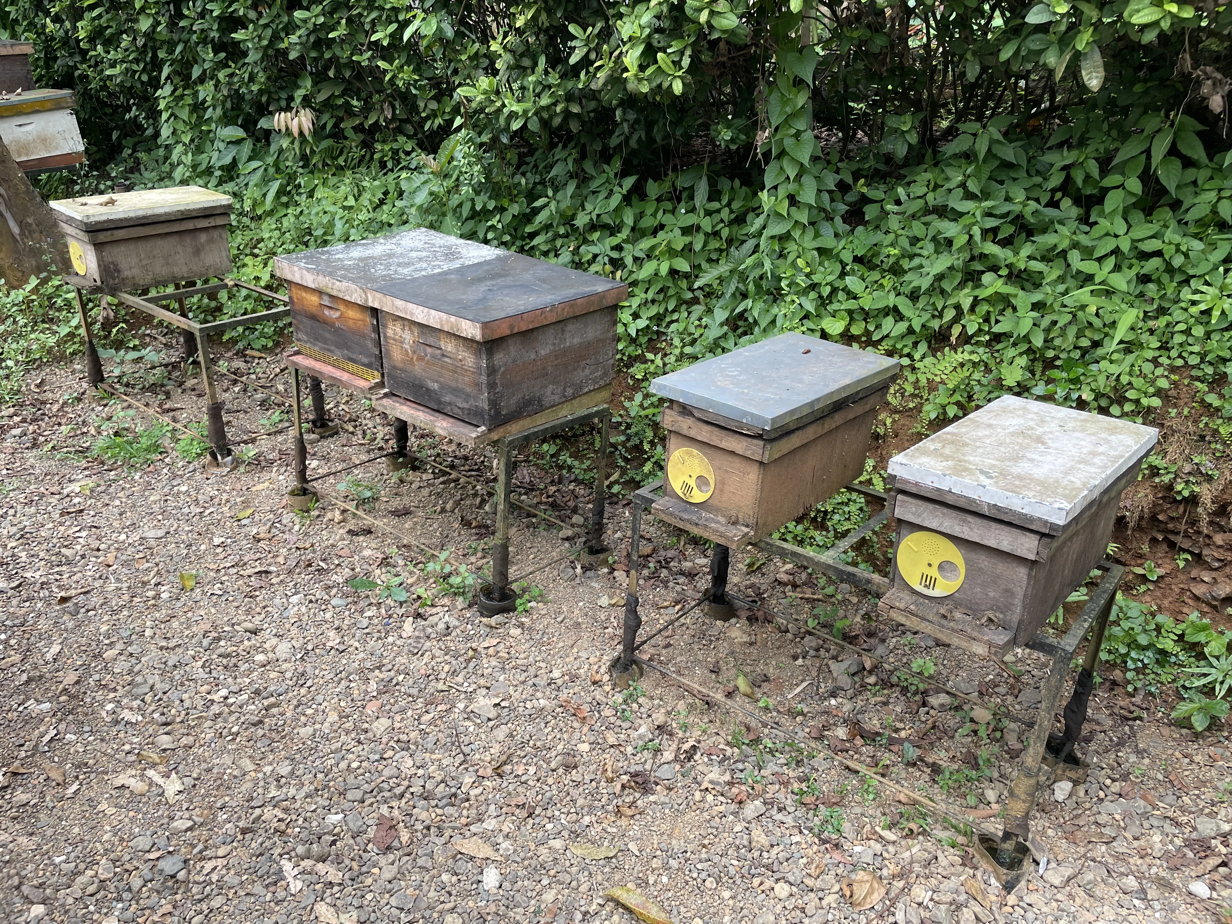 Bee yard at Casa Mellifera