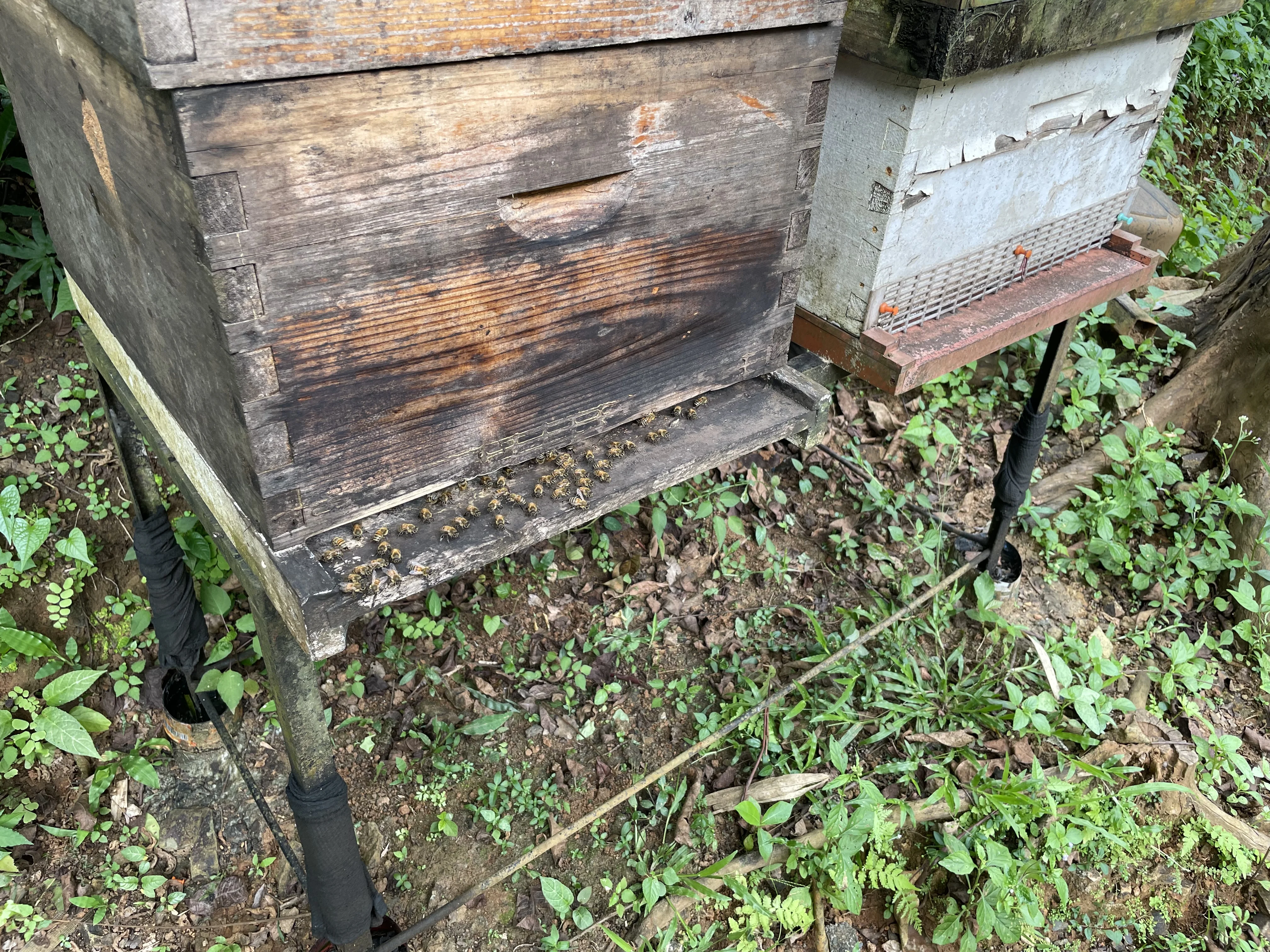 A bee box at Casa Mellifera