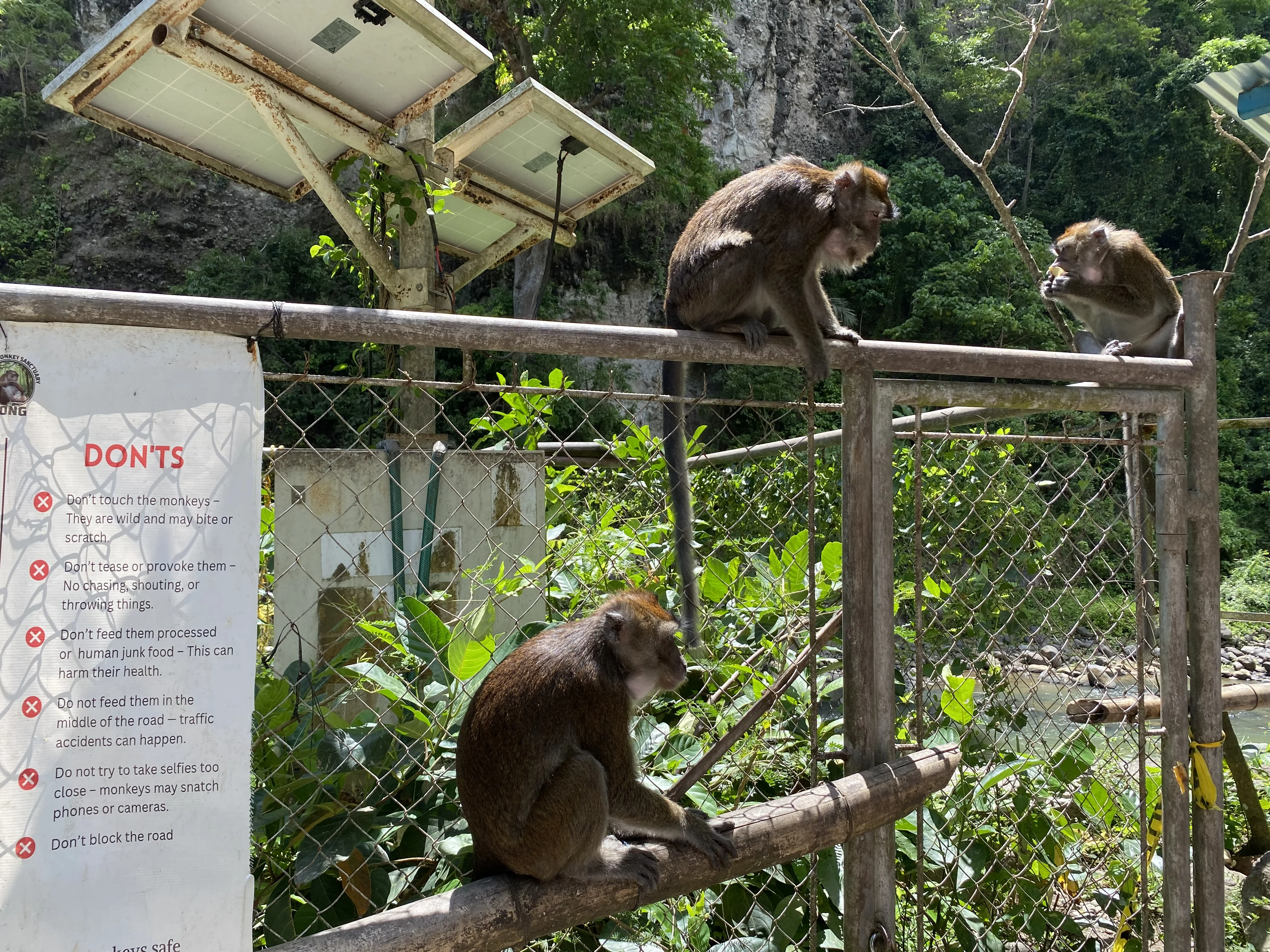 Feeding wild monkeys in Dumaguete